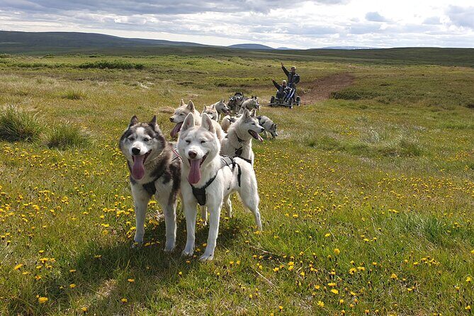 Dog Sledding and Mushing Experience by Siberian Husky in Iceland - Key Highlights You Can Plan Around