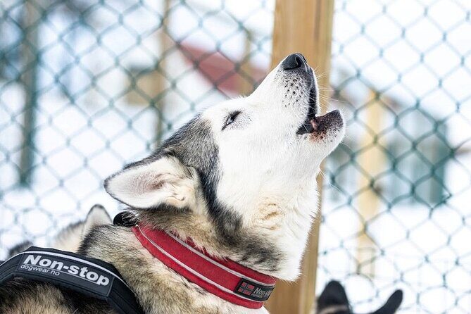 Dog Sledding Tour near Akureyri - Quick Takes: What Makes This Akureyri Dog Sledding Worth It