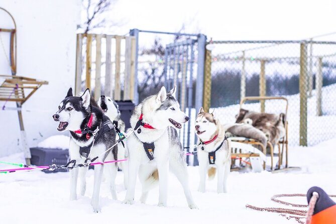 Dog Sledding Tour near Akureyri - Why Akureyri Husky Sledding Feels Personal, Not Rushed
