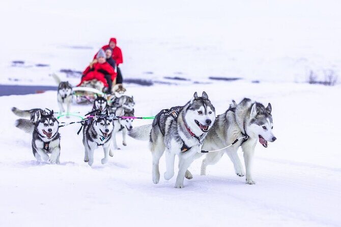 Dog Sledding Tour near Akureyri - Cuddling Time and the Warm Drink Back at the House