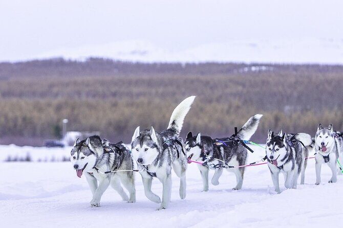 Dog Sledding Tour near Akureyri - What You Actually Get For $468.09: Value Breakdown