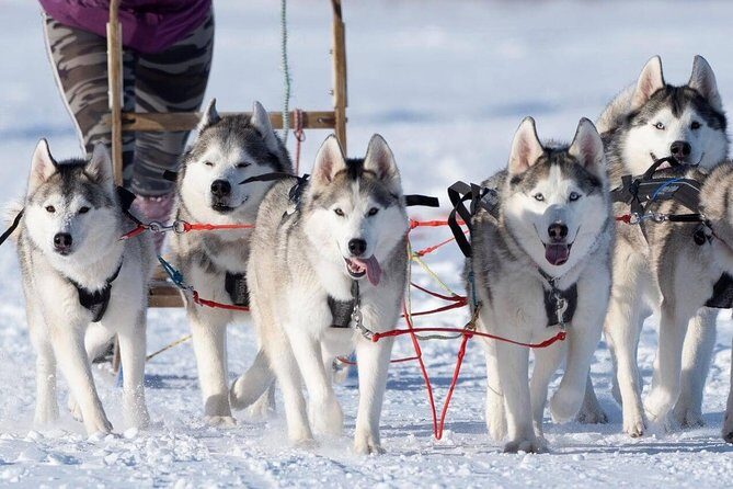 Dog Sledding Tour near Akureyri - Weather Matters More Than You Think