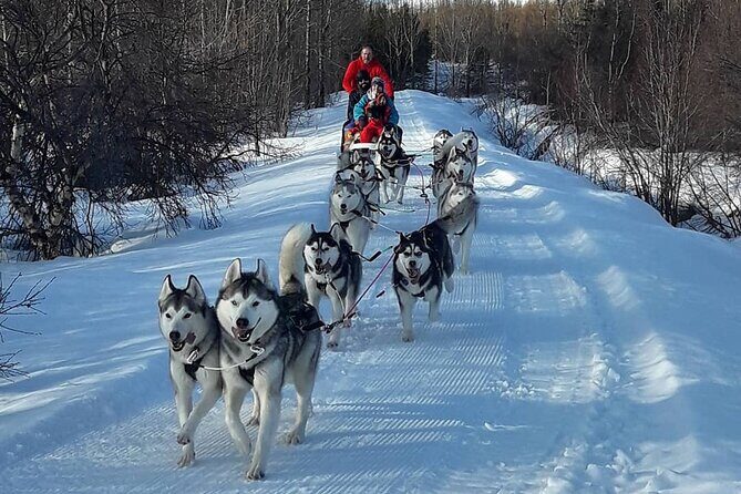 Dog Sledding Tour near Akureyri - Price and Logistics: Pickup, Timing, and Booking Early