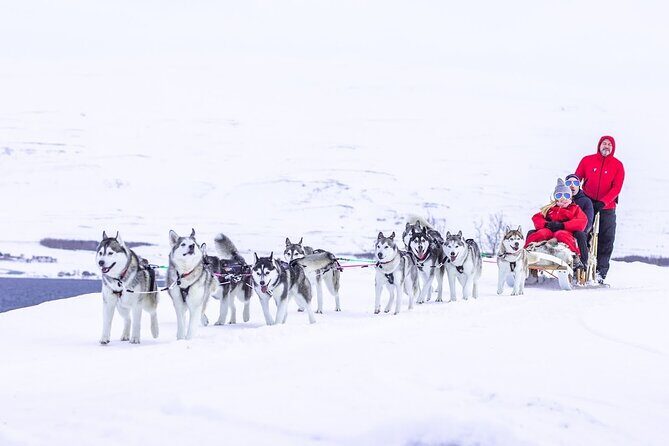 Dog Sledding Tour near Akureyri - Hills, Forest, Ocean, and Fjord Views on the Sled