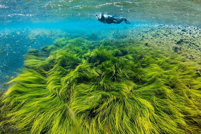 Double Snorkeling Adventure near Húsavík in North Iceland - Key highlights worth planning for
