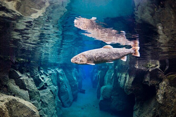 Double Snorkeling Adventure near Húsavík in North Iceland - Gear and dry suit comfort: what’s included, what to wear, and what to watch