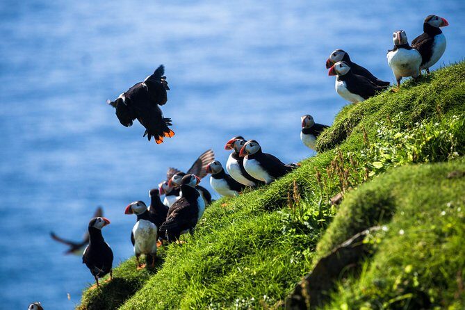 Exclusive Westman Islands Adventure - A Private Day Tour - Pickup, private vehicle, and the ferry that makes it all possible