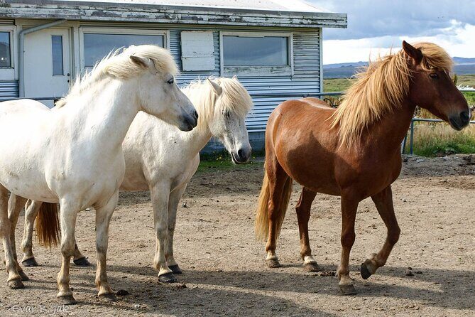 Experience Countryside of Iceland by Horseback Riding - The ride itself: beaches, lava fields, and grass banks (weather permitting)