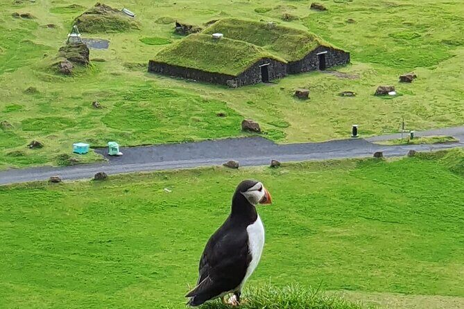 Eyjascooter Puffin Tour in Iceland - Eyjascooter Puffin Tour at a Glance