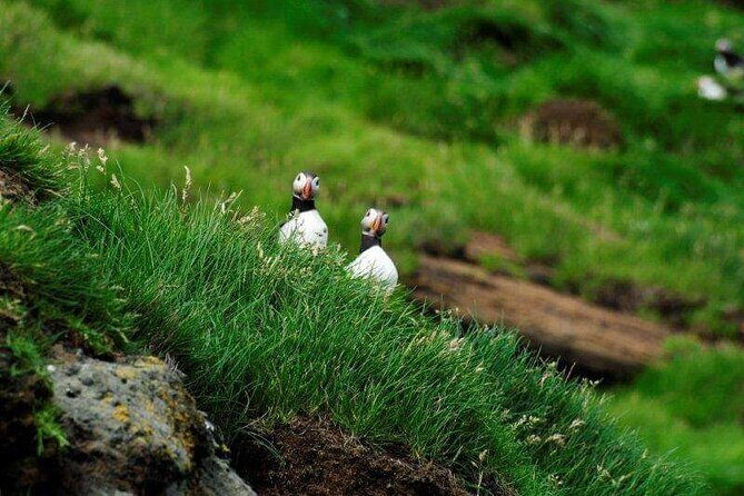 Eyjascooter Puffin Tour in Iceland - Heimaey Island Puffins on Electric Scooters: What You’re Doing