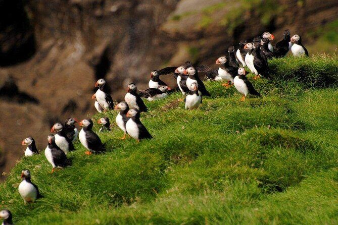 Eyjascooter volcano tour in Westman Island - Price and Value at $108.26 for One Hour