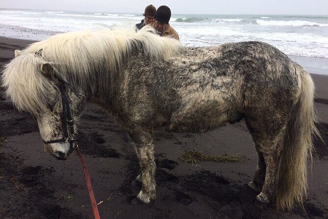 Family Horse Riding Tour in Thorlakshofn - Small-group feel: why the max 12 matters