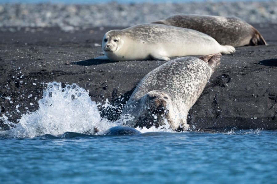 From Reykjavík: 3-Day Tour of the Wild Westfjords - Rauðisandur beach walk plus Fossfjörður and the A-House