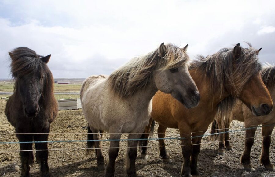 From Reykjavik: 6-Day Icelandic Ring Road Tour - Key highlights I’d plan around