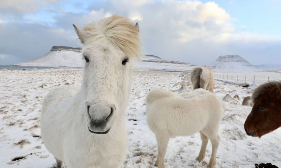 From Reykjavík: Full-day Golden Circle & Horse Riding Tour - Key highlights to plan for