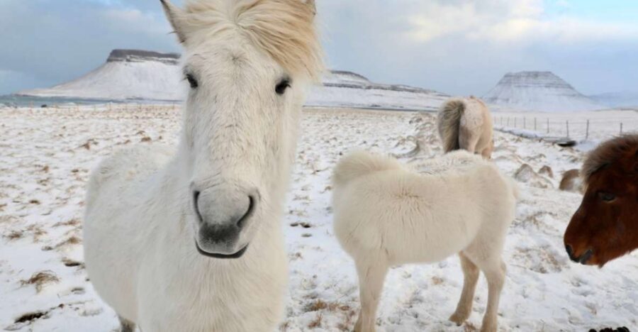 From Reykjavík: Full-day Golden Circle & Horse Riding Tour - Horseback first: why this combo works so well