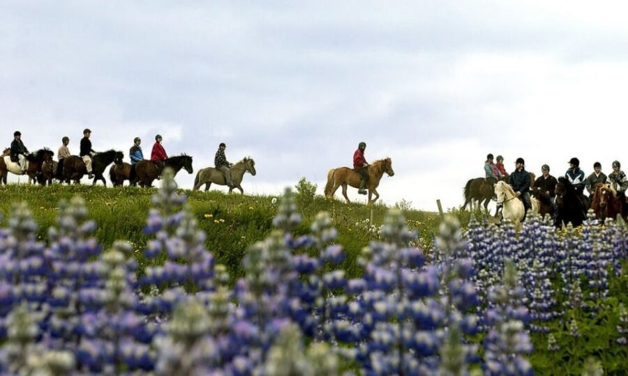 From Reykjavík: Full-day Golden Circle & Horse Riding Tour - Thingvellir National Park: tectonic plates you can walk on