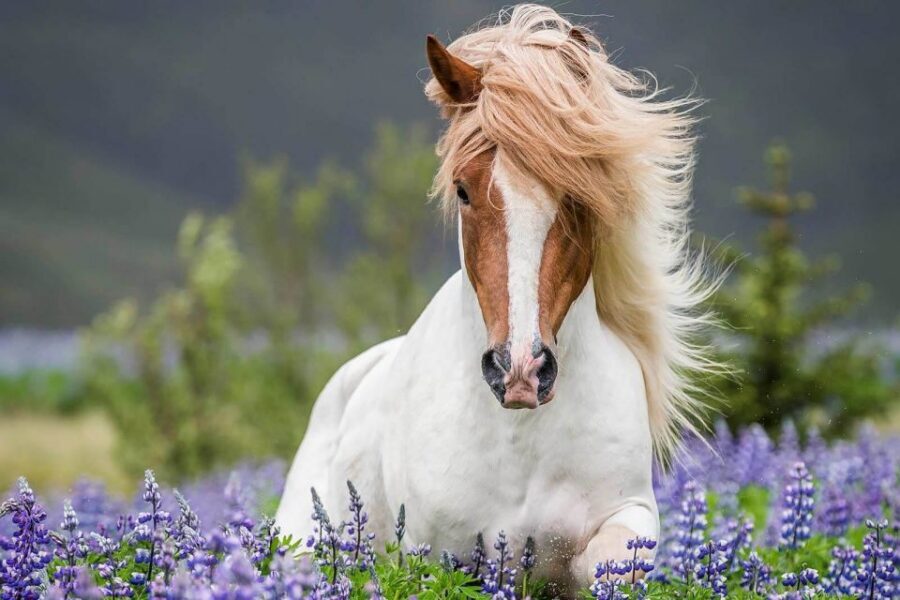 From Reykjavik: Full-Day Horse Riding & Golden Circle Tour - A day that mixes horses and hot springs without the stress