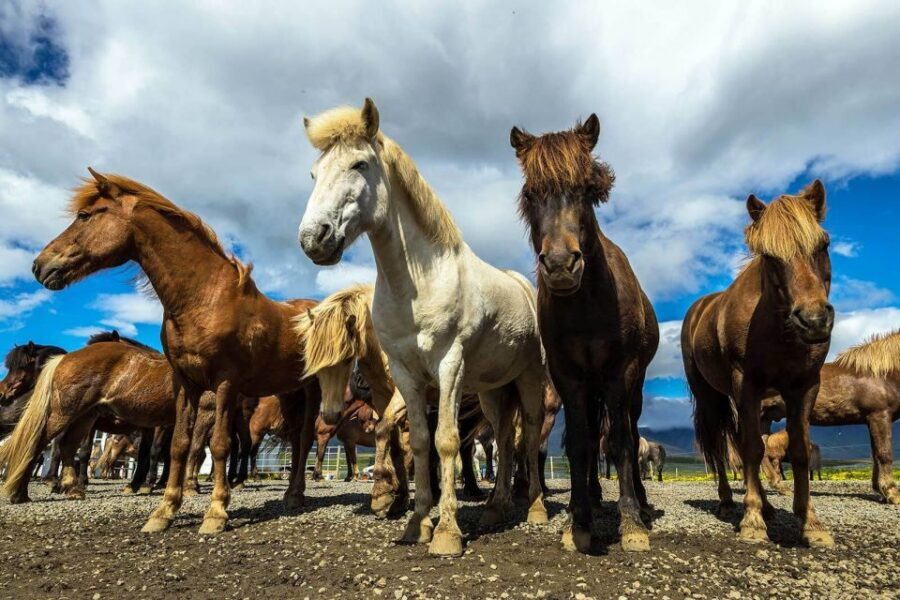 From Reykjavik: Full-Day Horse Riding & Golden Circle Tour - Þingvellir National Park: walk the rift, not just the viewpoint