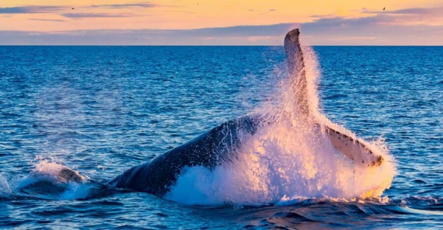 From Reykjavik: Full Day Whale Watching & Golden Circle Tour - Key moments worth planning for