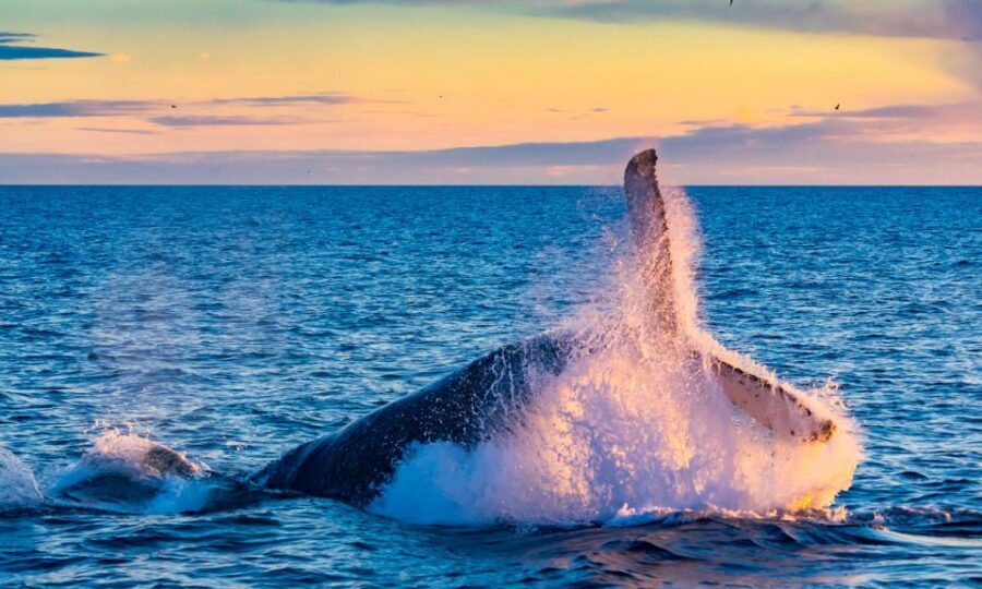 From Reykjavik: Full Day Whale Watching & Golden Circle Tour - Geysir: multiple eruptions in a single stop