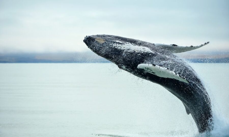 From Reykjavik: Full Day Whale Watching & Golden Circle Tour - What’s included (and why it matters for comfort)