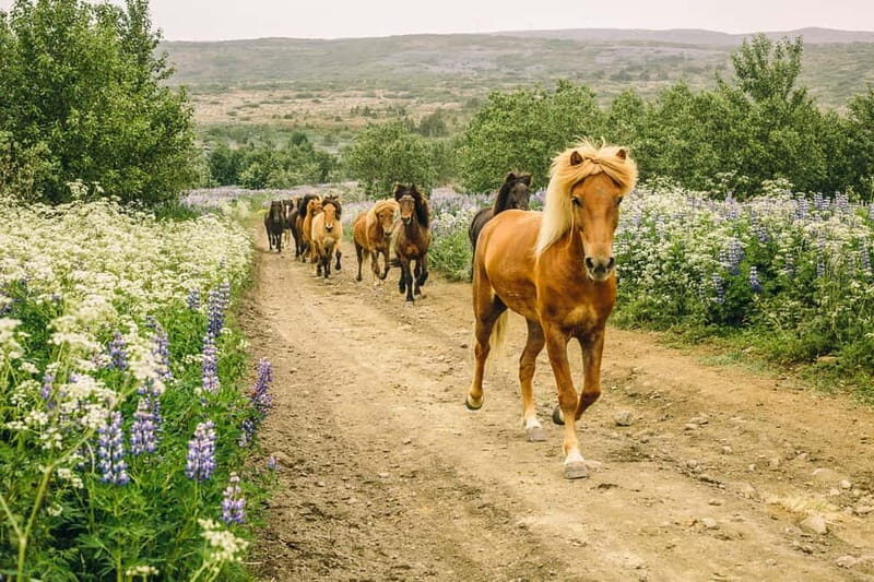 From Reykjavík: Icelandic Horse Riding Tour in Lava Fields - Key highlights worth your time