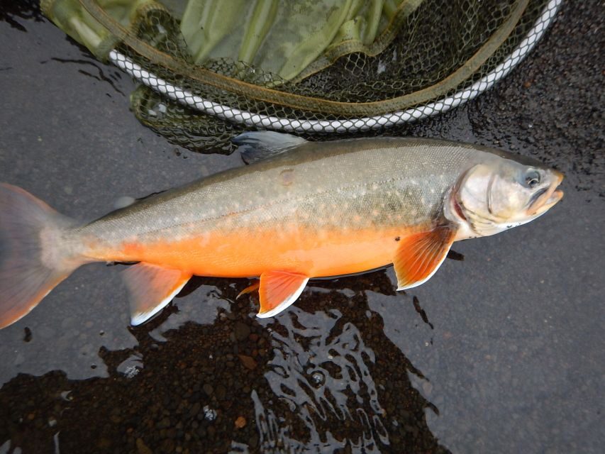 From Reykjavik: Lake and River Fishing Tour - Catch rules that feel fair: take up to 2 fish, catch and release as the norm