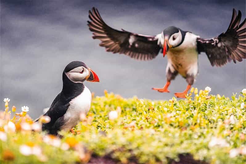 From Reykjavik: Puffin and Volcano Tour in Westman Islands - Key highlights worth planning for