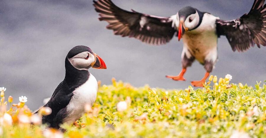 From Reykjavik: Puffin and Volcano Tour in Westman Islands - Puffin hunting at Stórhöfði Cape: how to maximize your odds