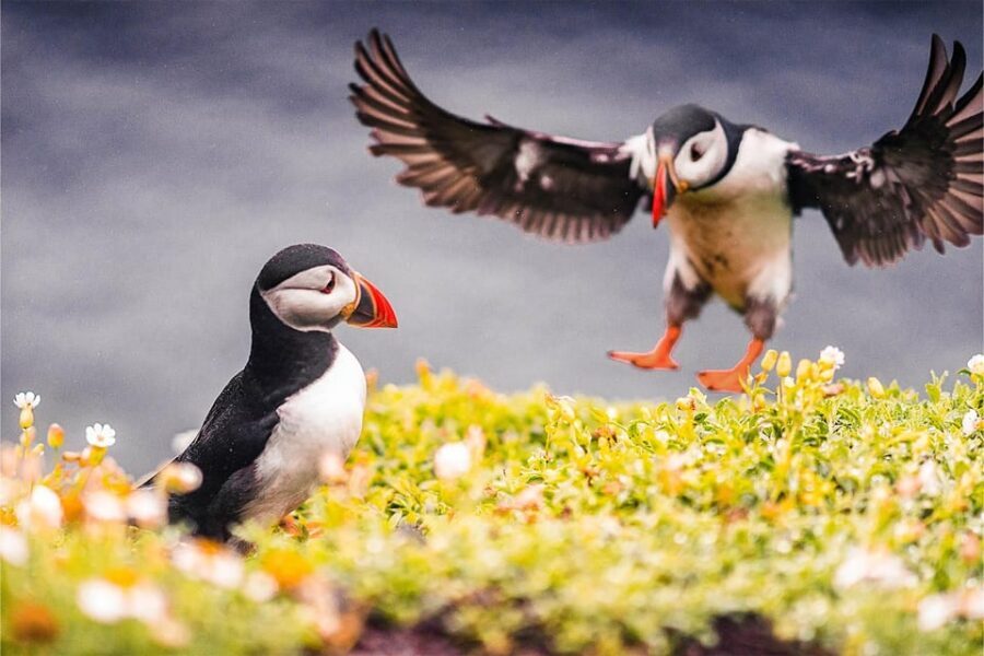 From Reykjavik: Puffin and Volcano Tour in Westman Islands - Skansinn (“The Fort”) and the Viking Wood Church: history you can see