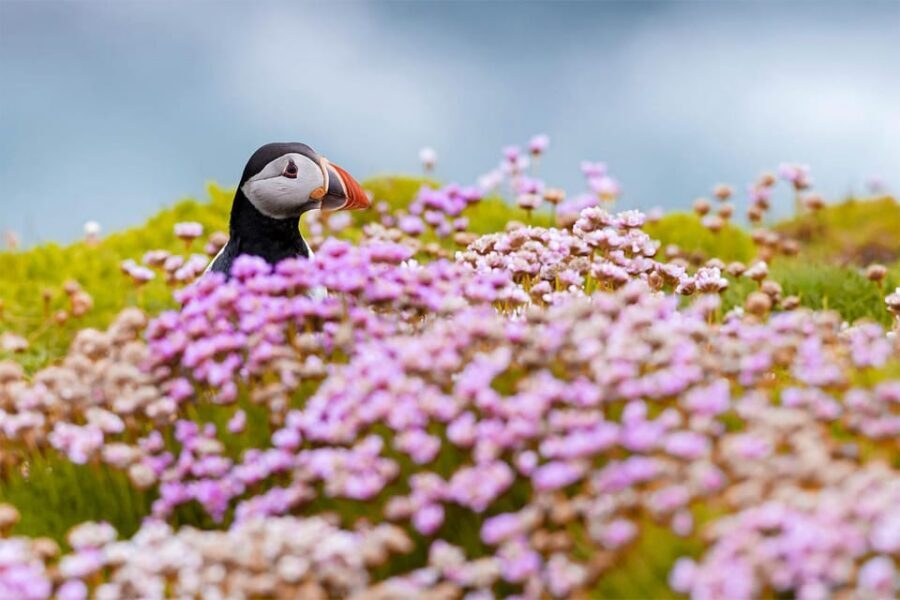 From Reykjavik: Puffin and Volcano Tour in Westman Islands - Evening ferry ride and return to Reykjavik: tired, but satisfied