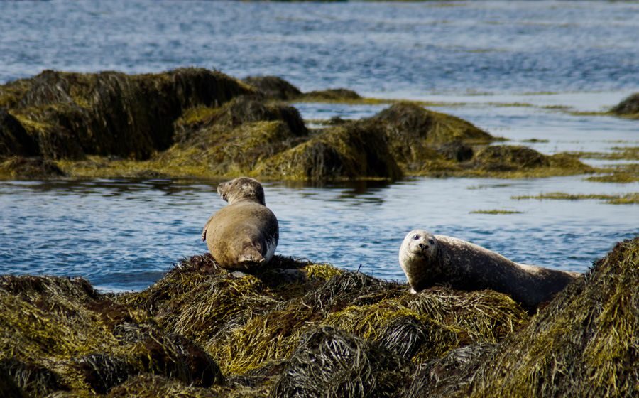 From Reykjavik: Snaefellsnes National Park - Small Group - Snæfellsnes National Park is the whole point
