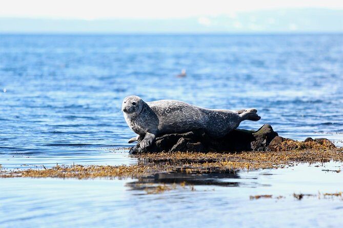 From Reykjavik: Snaefellsness Peninsula small group day tour - Why Snæfellsnes feels different on a day trip from Reykjavik