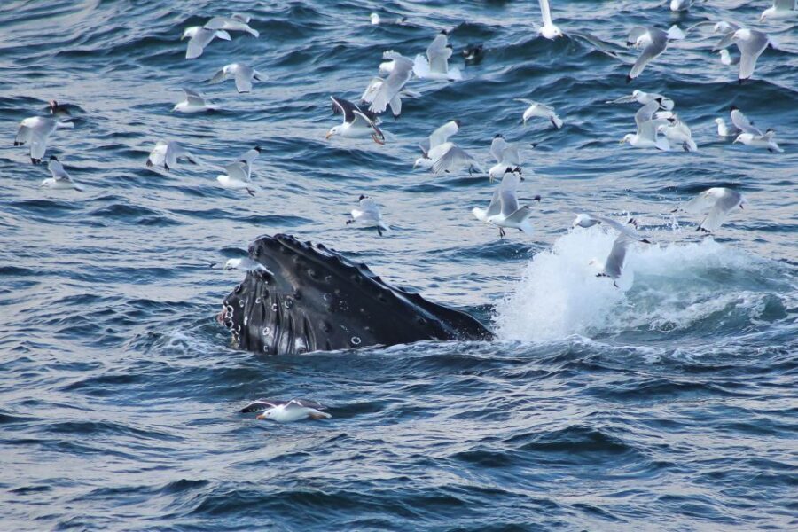 From Reykjavik: Whale Watching Tour - Meeting at Geirsgata 11 and Why Timing Matters