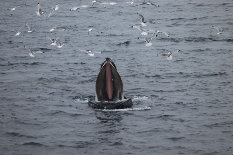 From Reykjavik: Whale Watching Tour - Price and Value: Is $103 Worth a 3.5-Hour Hunt?