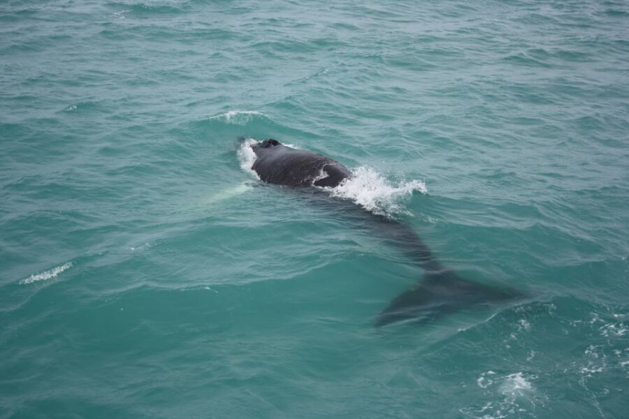 From Reykjavik: Whale Watching Tour - The Short Reykjavik Intro: What the 30 Minutes Sets Up