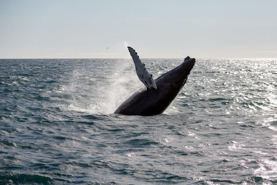 From Reykjavik: Whale Watching Tour - Faxaflói Bay: Your Two-Hour Window for Dolphins and Whales