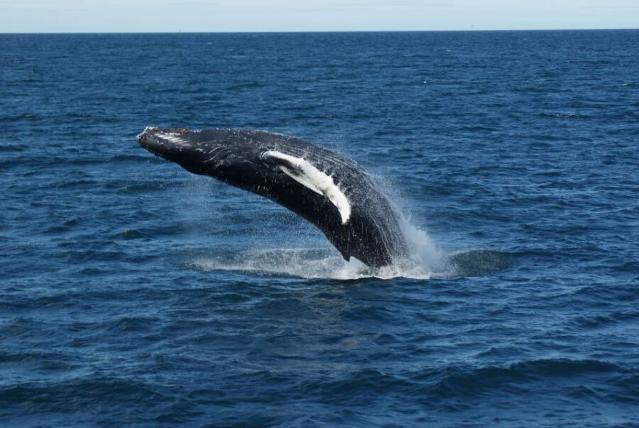 From Reykjavik: Whale Watching Tour - What to Watch for: Signs That Whales Are Near