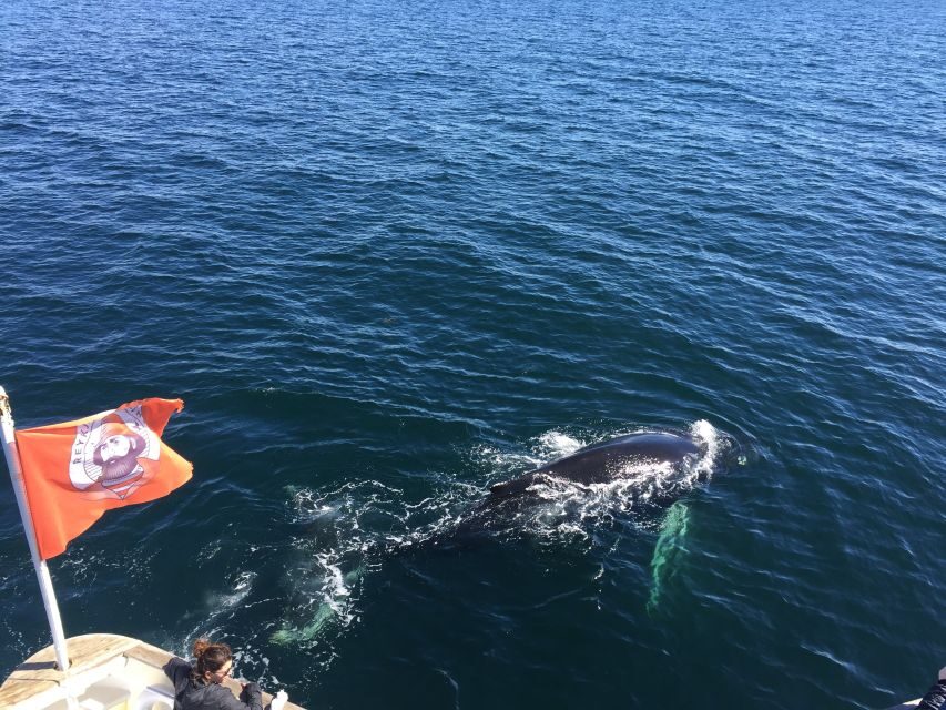 From Reykjavik: Whale Watching Tour - Deck vs. Indoor Cabins: Staying Comfortable Without Missing the Moment