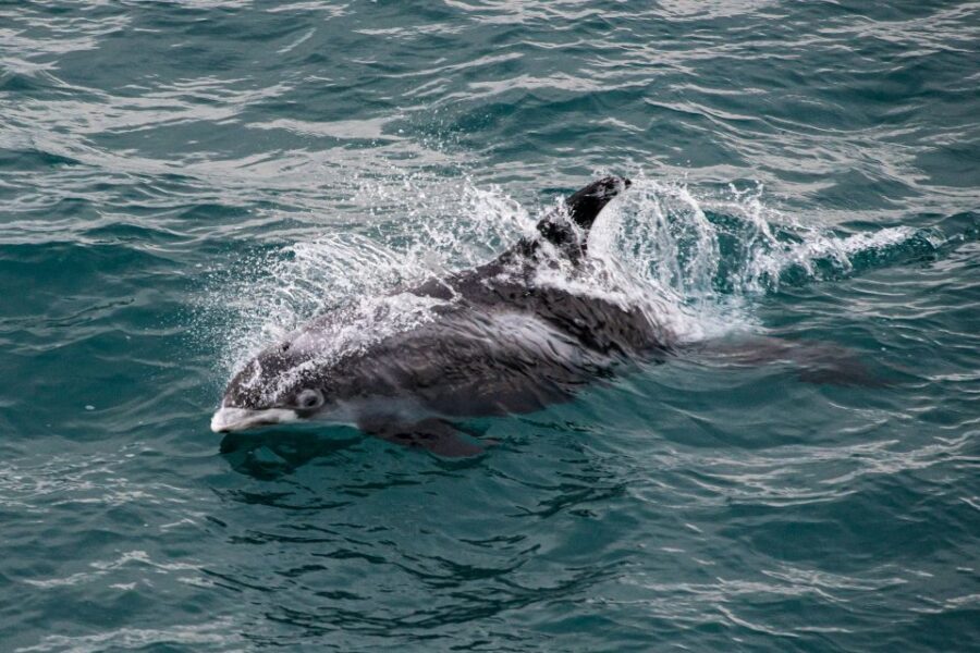 From Reykjavik: Whale Watching Tour - The Views: Mountain Rings and Snaefellsjökull on Clear Days