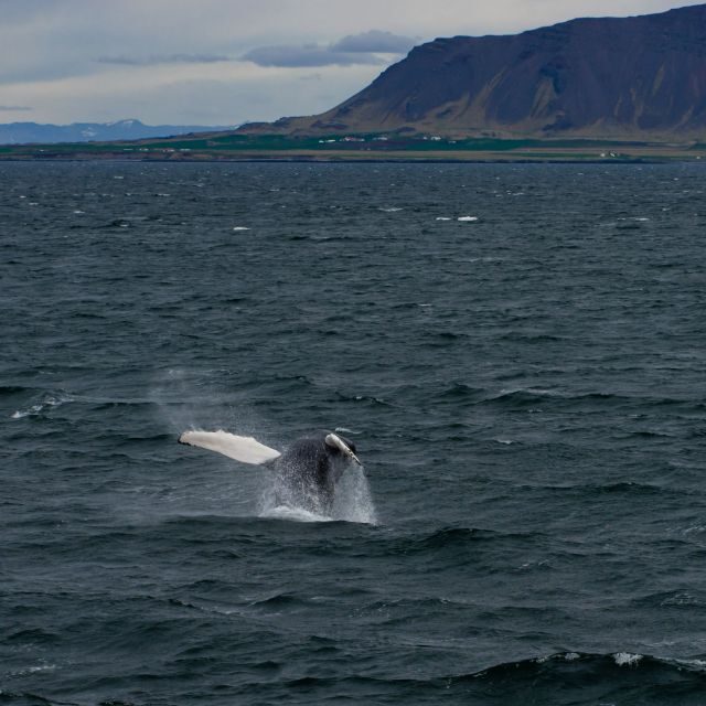 From Reykjavik: Whale Watching Tour - Seasickness, Cold, and What to Bring