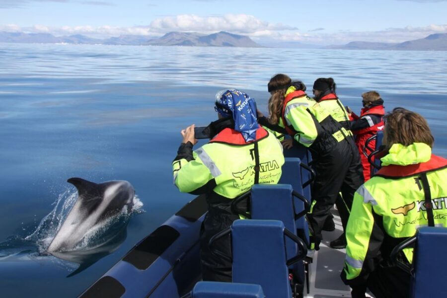 From Reykjavik: Whale Watching Tour by Speedboat - Key highlights to know before you go