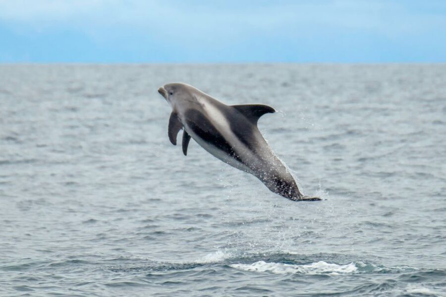 From Reykjavik: Whale Watching Tour by Speedboat - Gear check: you’re provided warm layers, but your scarf matters