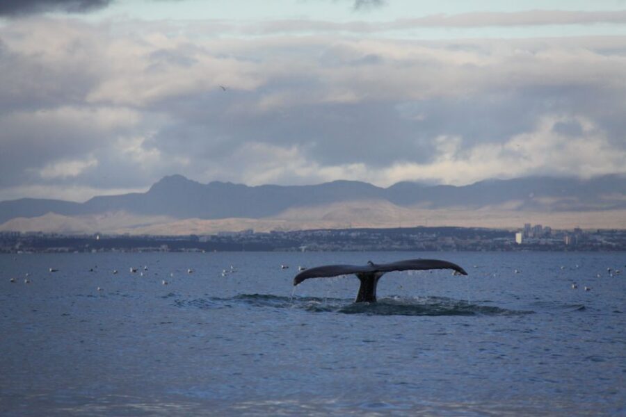 From Reykjavik: Whale Watching Tour by Speedboat - Puffins at the islands: the part you can count on more