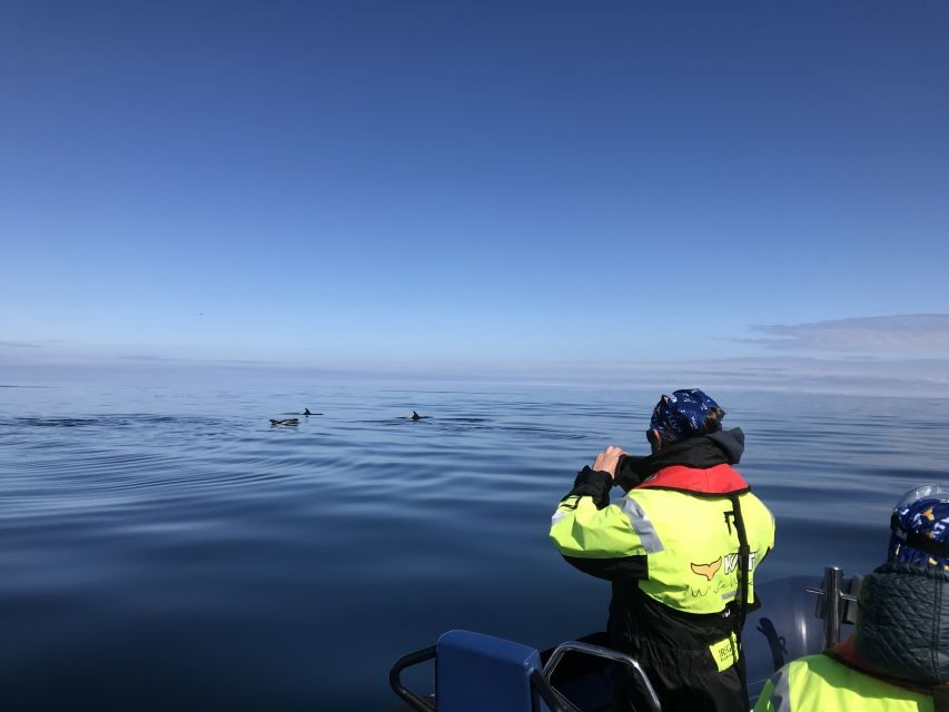 From Reykjavik: Whale Watching Tour by Speedboat - Wildlife viewing that feels respectful, not chaotic