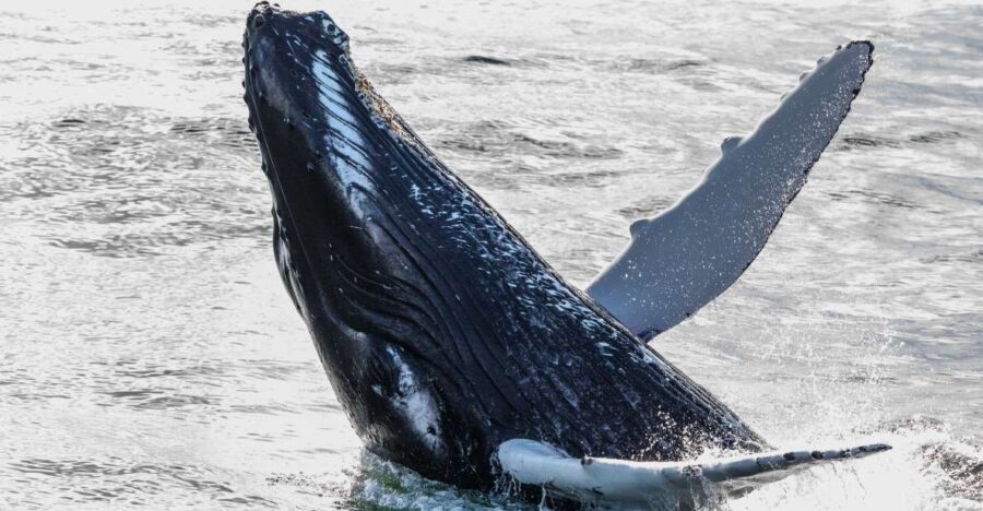 From Reykjavik: Whales and Northern Lights Boat Tour - Key things to know before you go