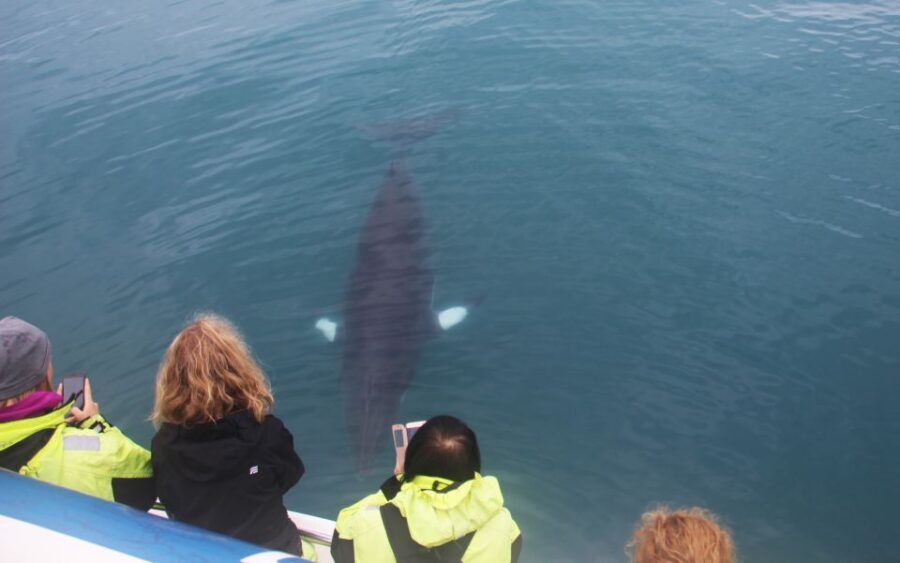 From Reykjavik: Whales and Northern Lights Boat Tour - The Northern Lights cruise: seeing auroras from the water