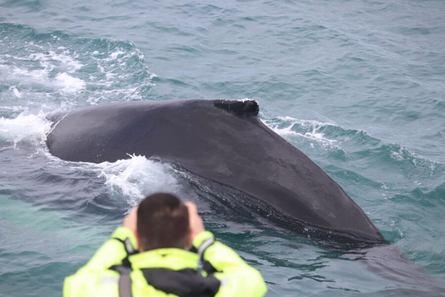 From Reykjavik: Whales and Northern Lights Boat Tour - Should you book this Reykjavik whales and Northern Lights boat tour?