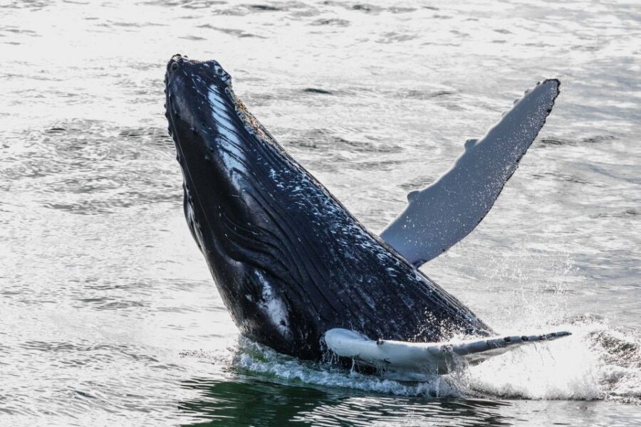 From Reykjavik: Whales and Northern Lights Boat Tour - What you might actually see in Faxaflói Bay